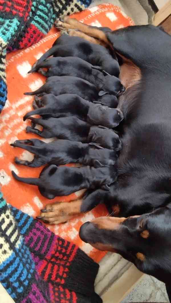 Nabízím štěňata krátkosrstého jezevčíka  - foto 5