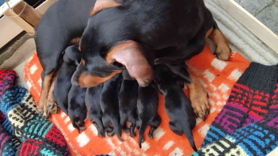 Nabízím štěňata krátkosrstého jezevčíka  - foto 6