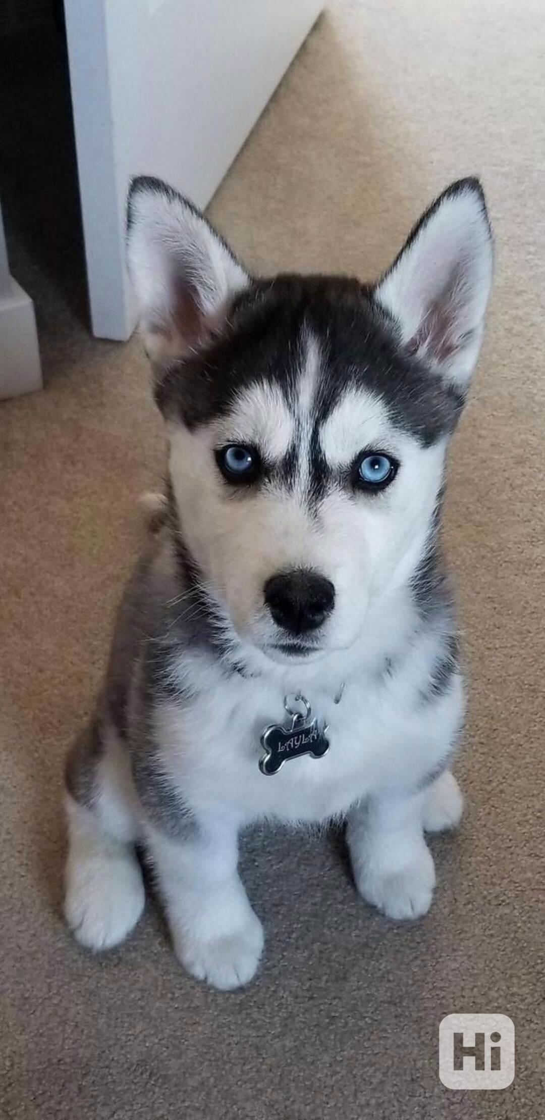 Štěňátka sibiřský husky - foto 1