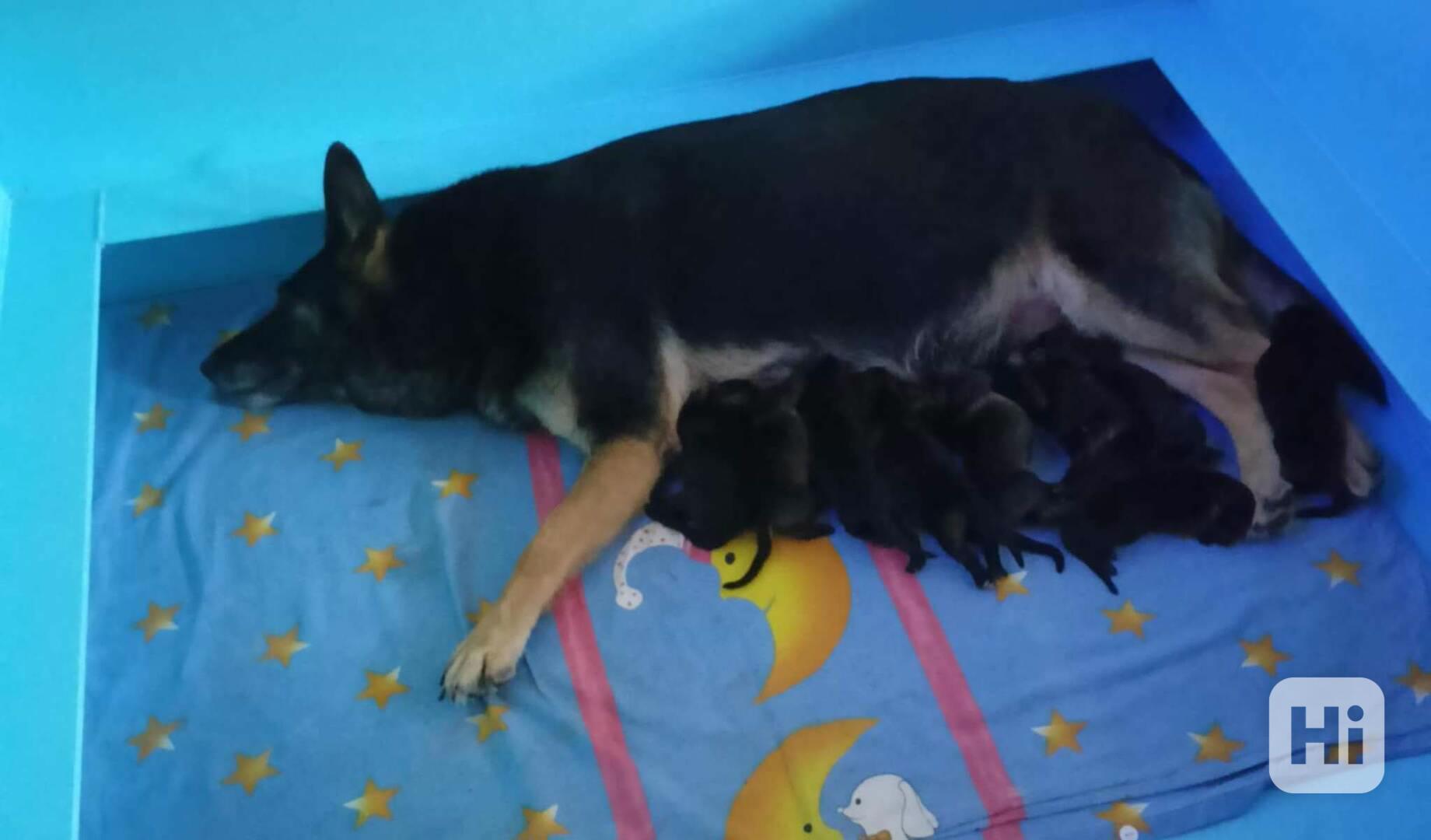 Německý ovčák - foto 1