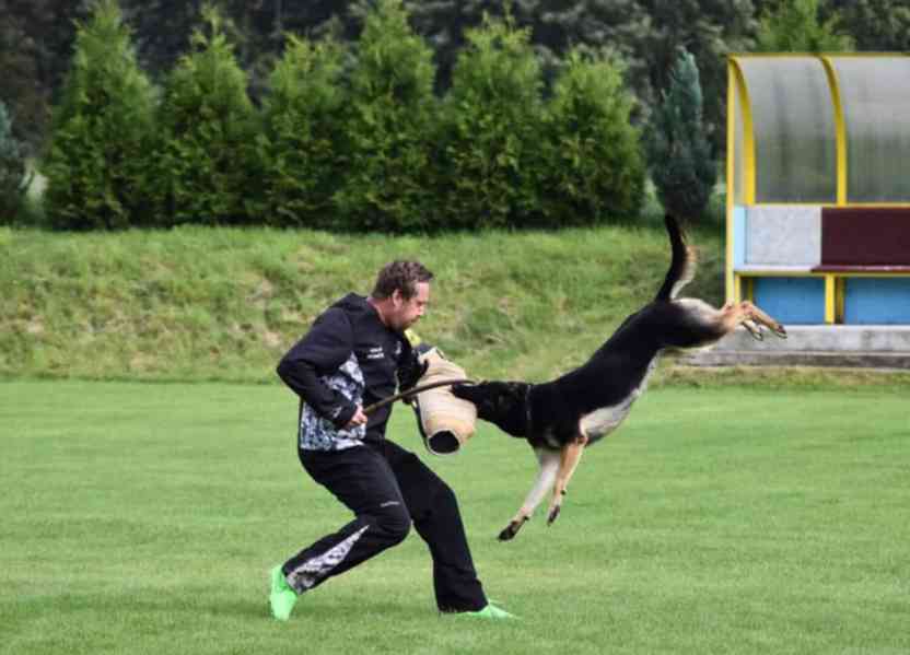 Německý ovčák - foto 8