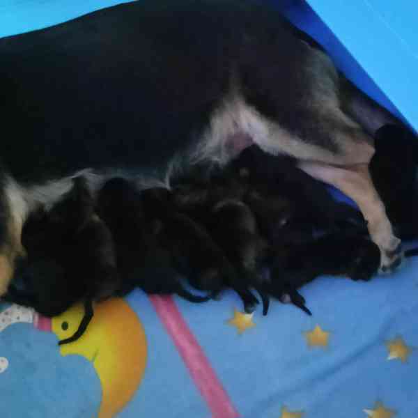 Německý ovčák - foto 3