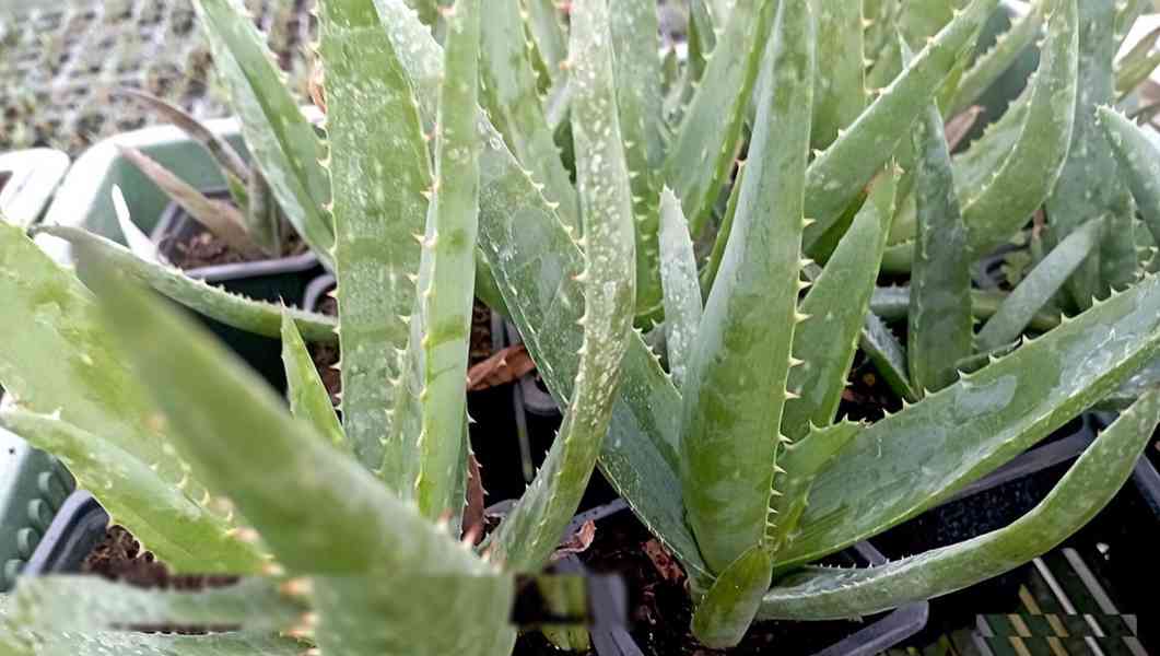 sazenice Aloe vera – aloe pravá