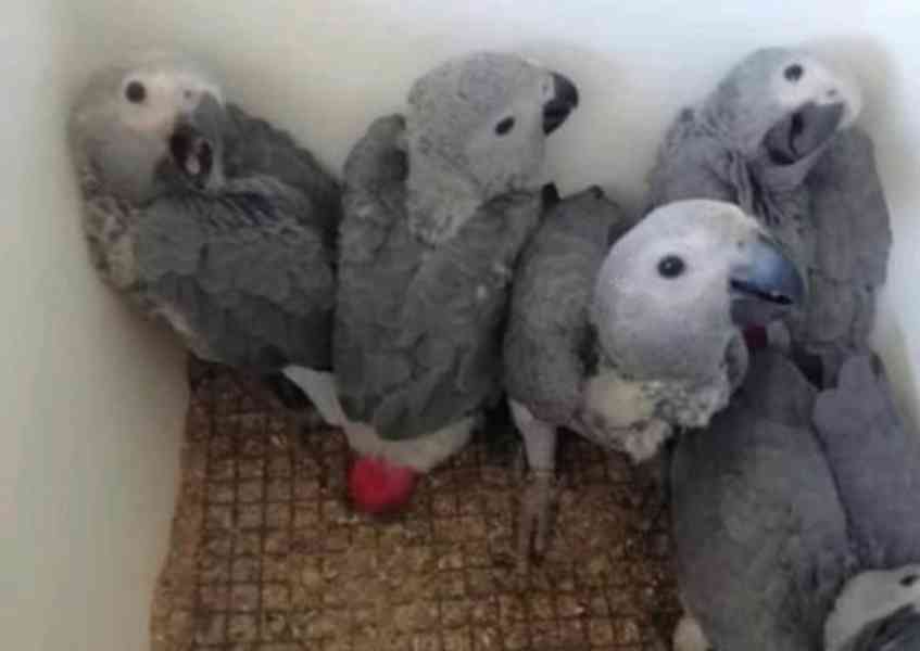 Vynikající africký šedý papoušek k dispozici - foto 2