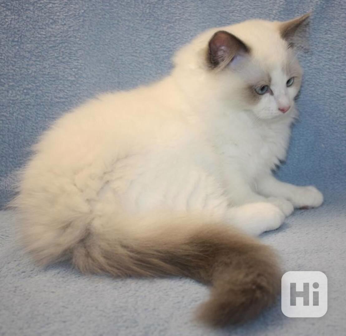 RAGDOLL koťata - foto 1