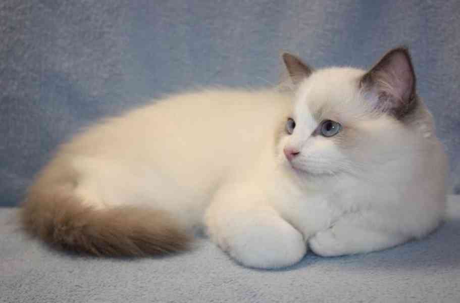 RAGDOLL koťata - foto 3