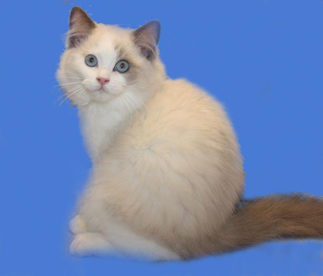 RAGDOLL koťata - foto 4