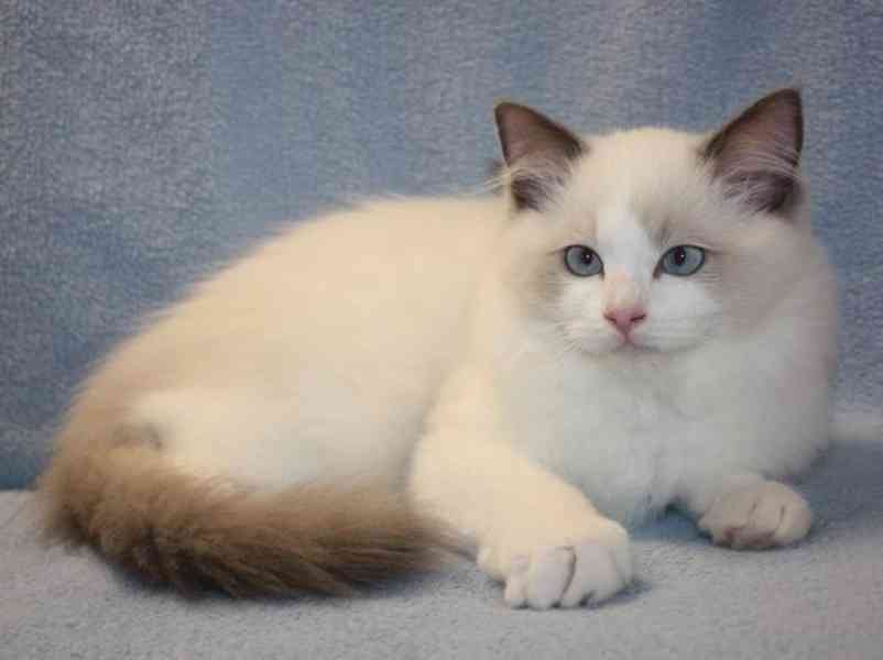 RAGDOLL koťata - foto 2