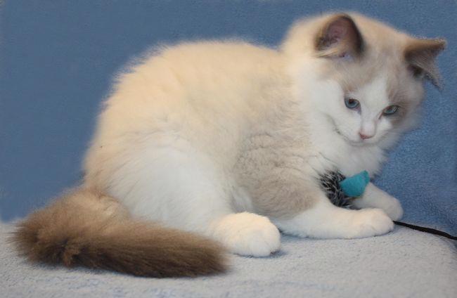 RAGDOLL koťata - foto 5