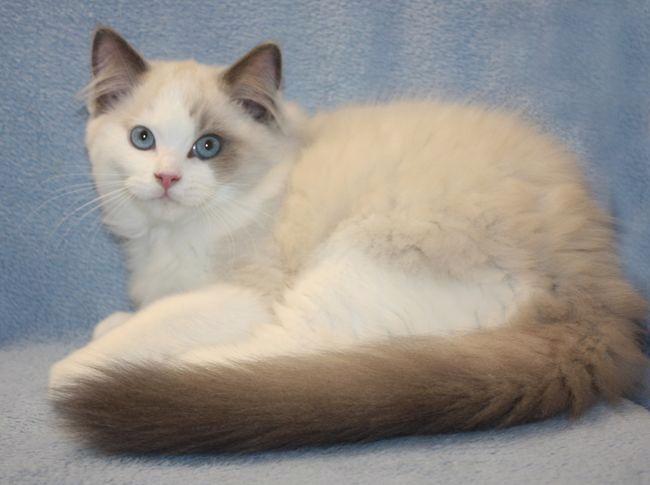 RAGDOLL koťata - foto 6