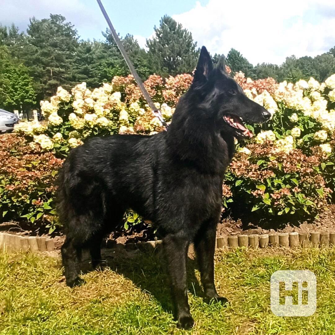 Štěňata Belgického ovčáka Groenendael s PP - foto 1