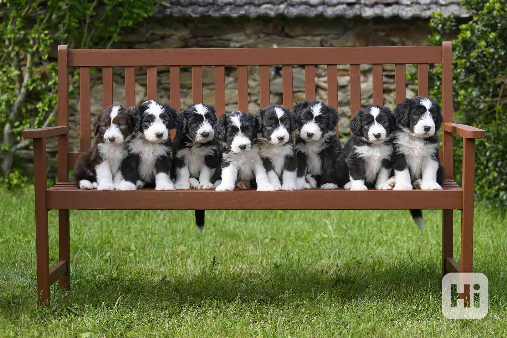 Bearded collie s PP - foto 1