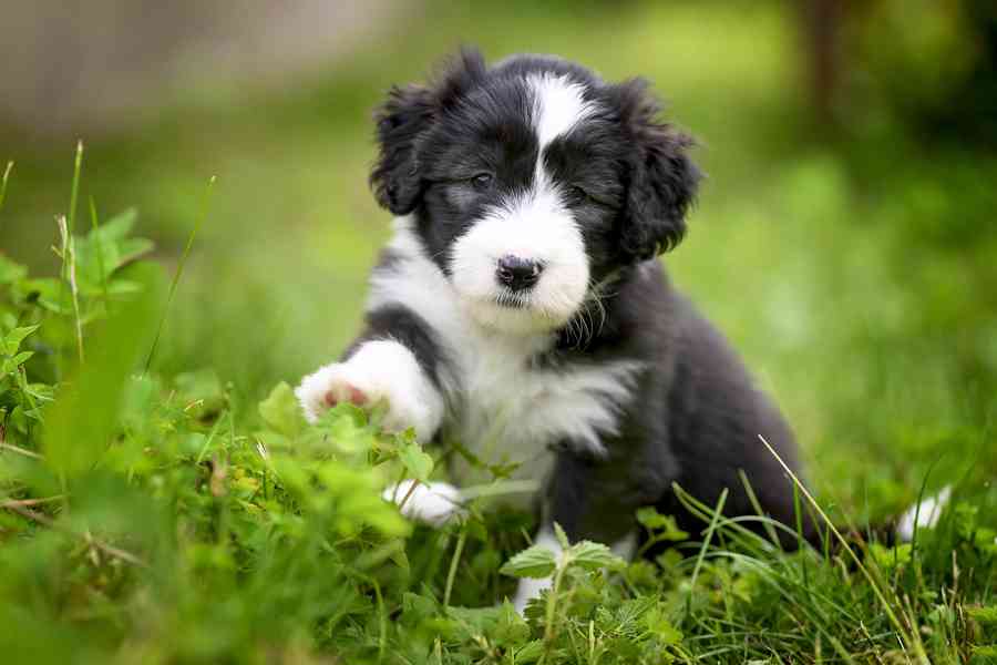 Bearded collie s PP - foto 3
