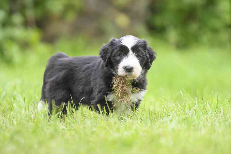 Bearded collie s PP - foto 5