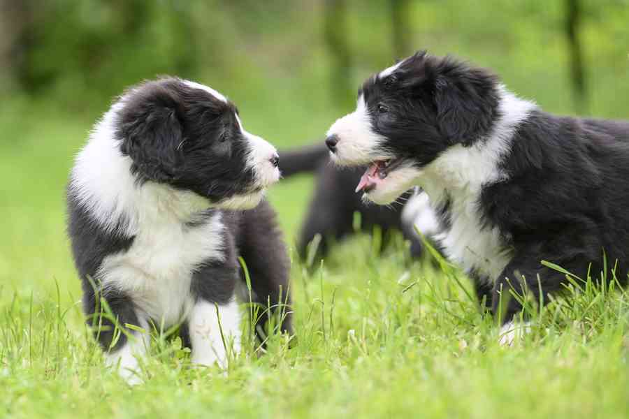 Bearded collie s PP - foto 7