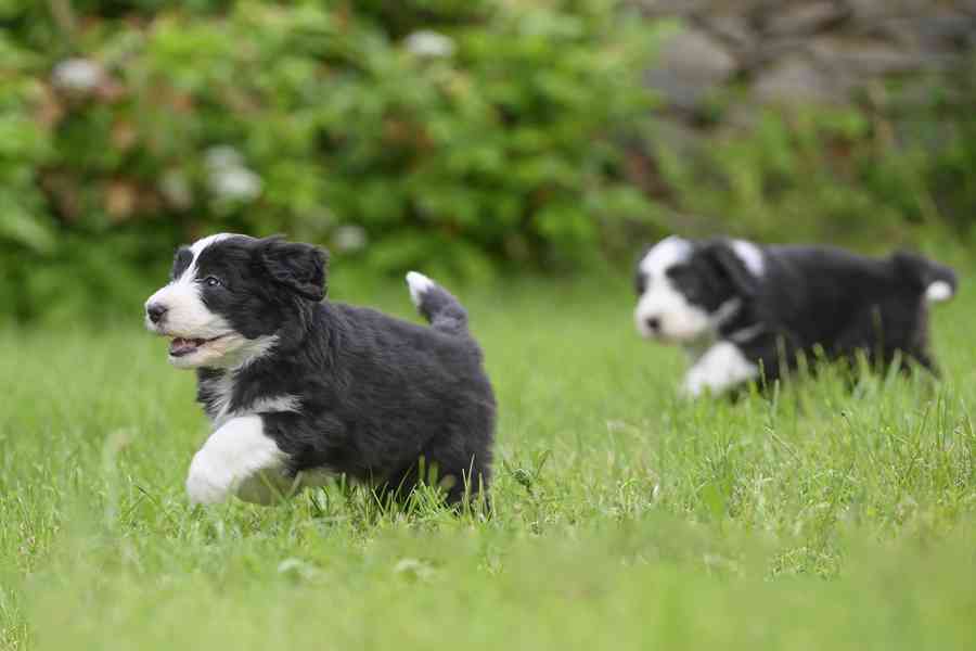 Bearded collie s PP - foto 8