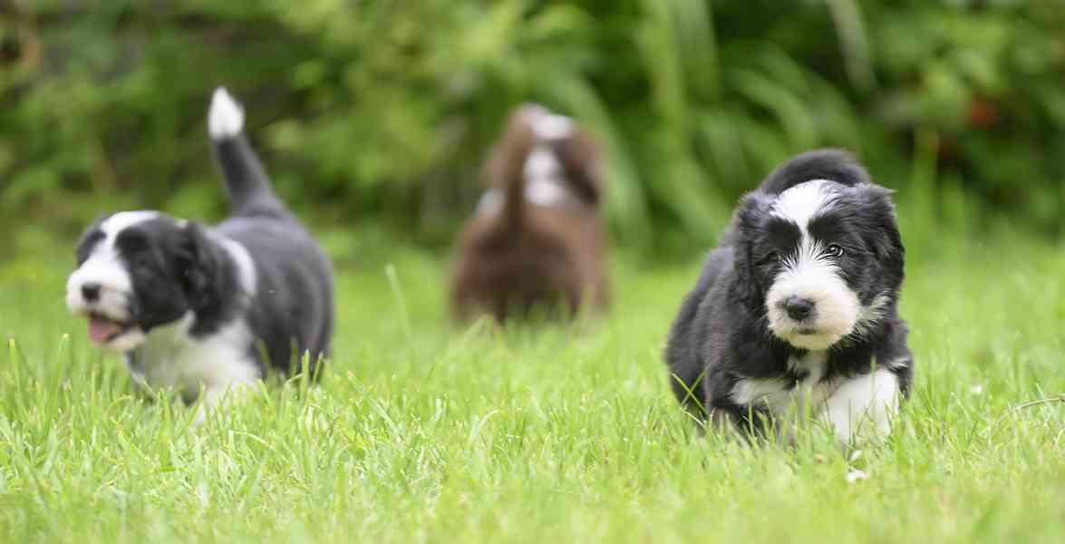 Bearded collie s PP - foto 6