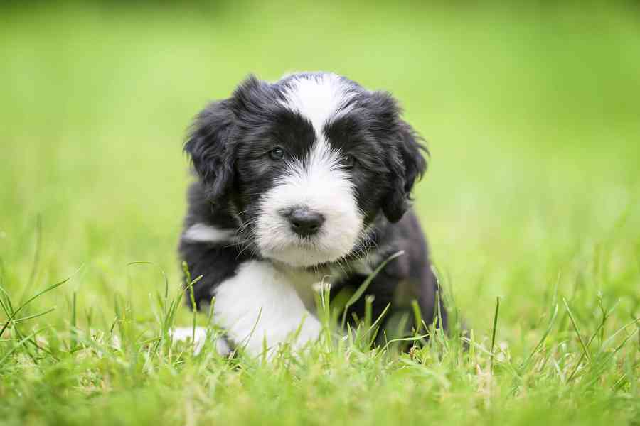 Bearded collie s PP - foto 4