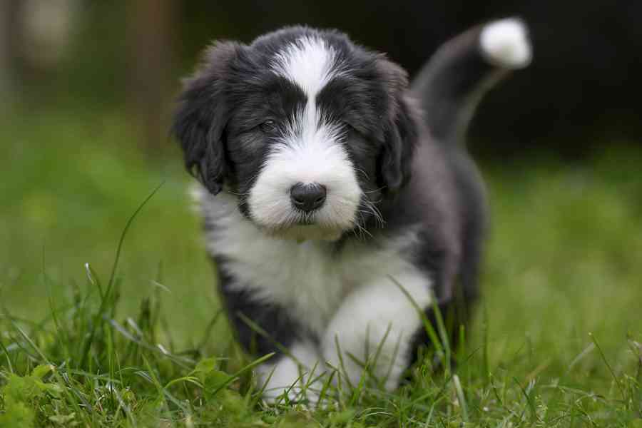 Bearded collie s PP - foto 2