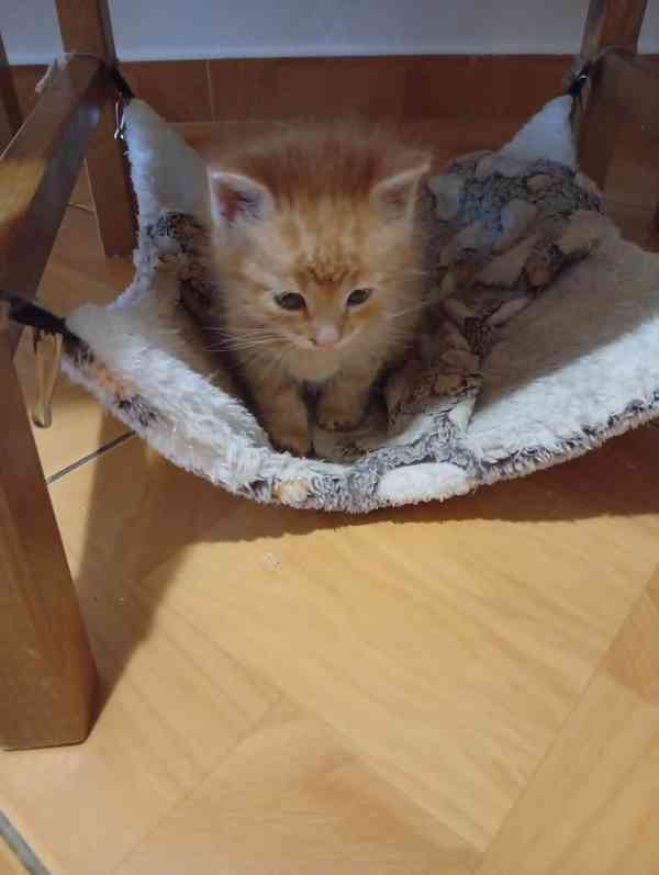Koťátko  - foto 2