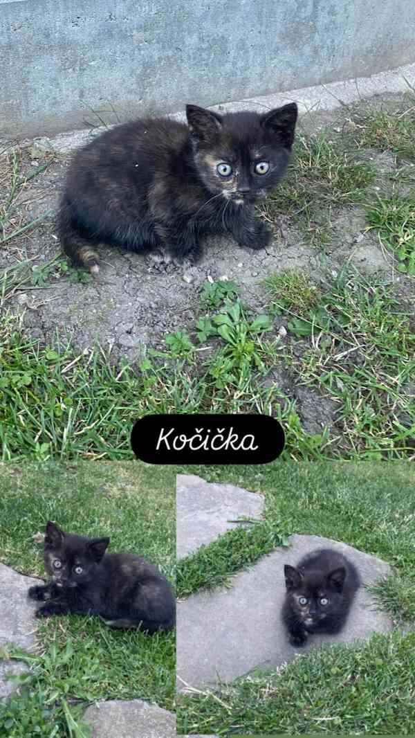 Koťátko - foto 4