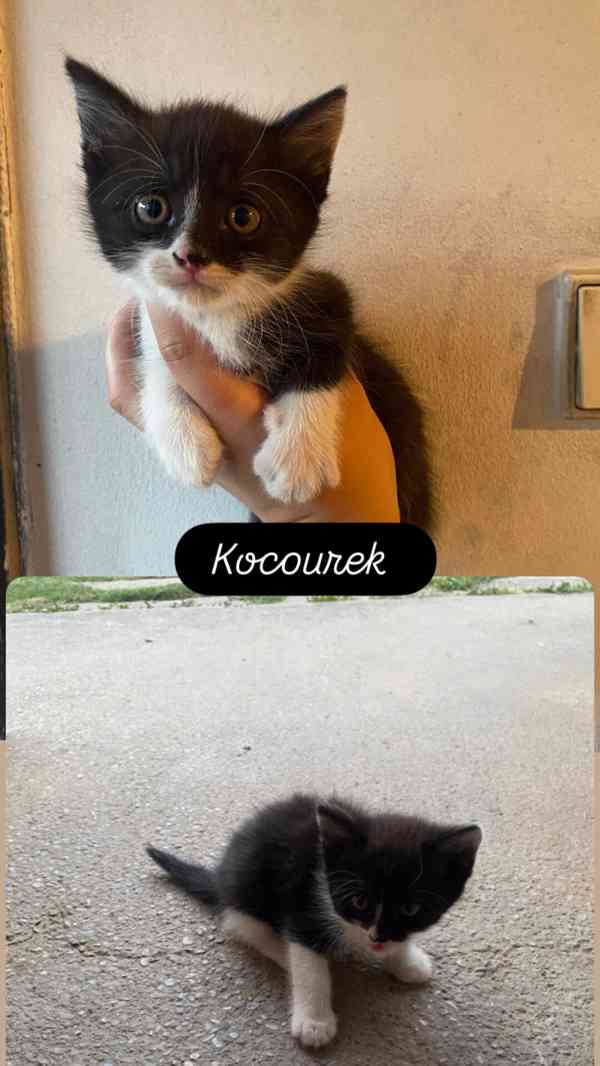 Koťátko - foto 2