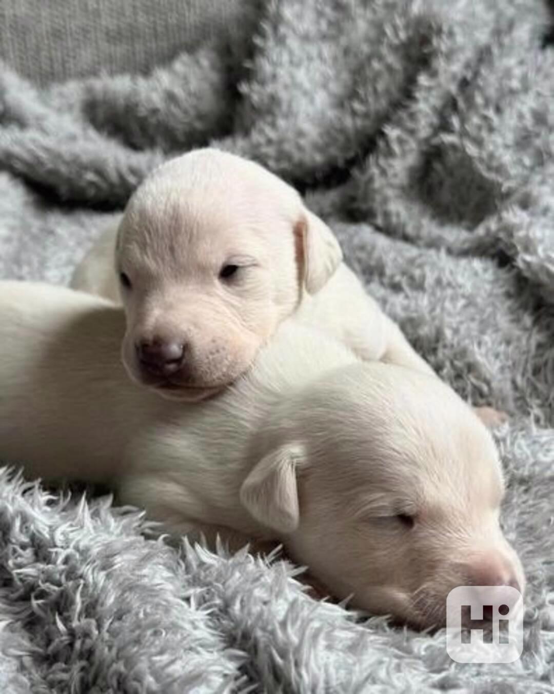 Kennel Club registrovaná štěňata whippetů na prodej - foto 1