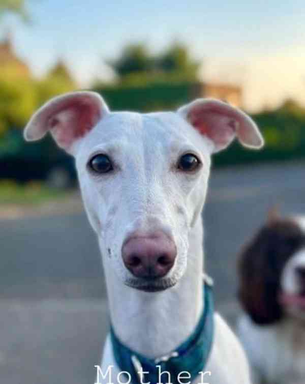 Kennel Club registrovaná štěňata whippetů na prodej - foto 4