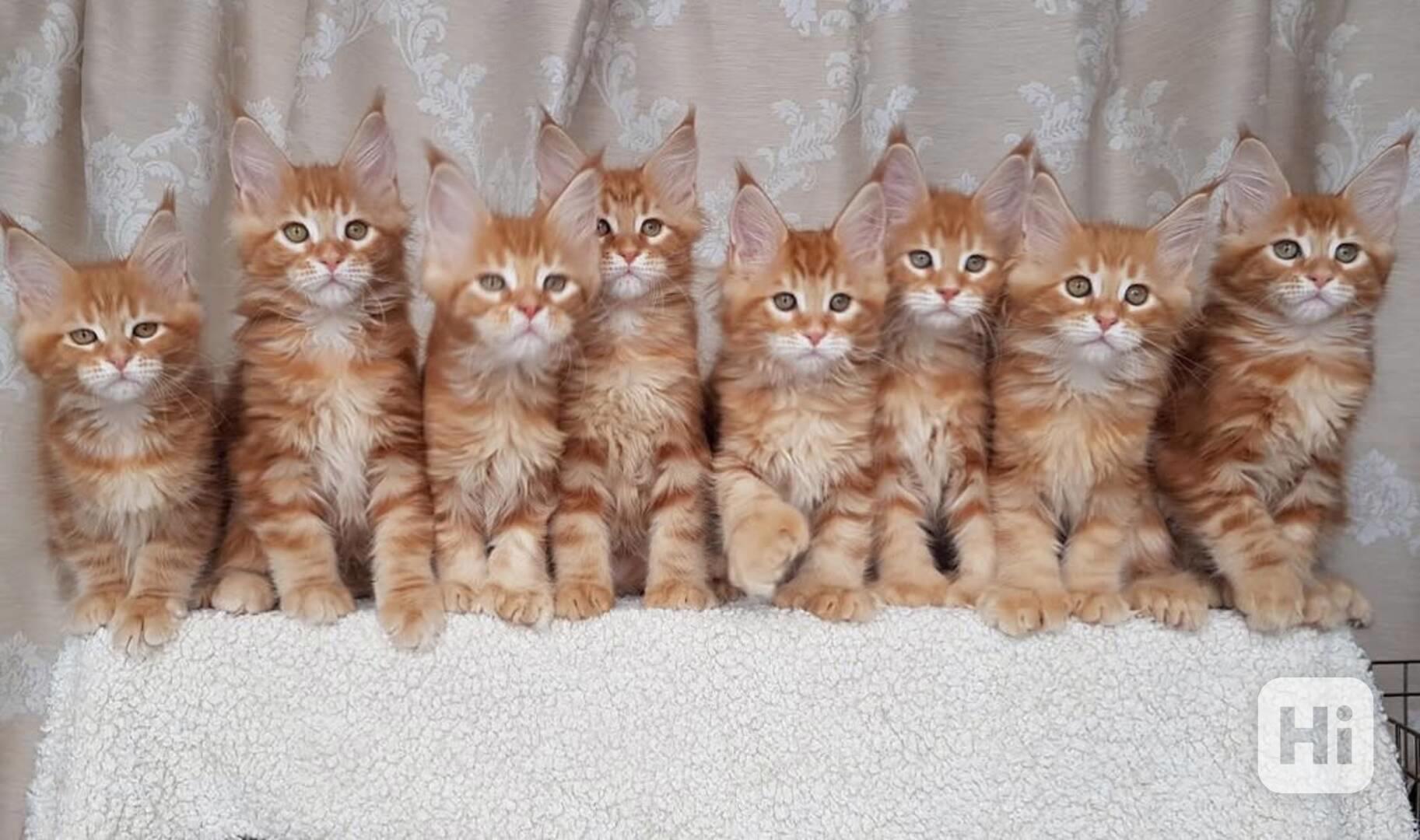 Koťata mainské mývalí kočky k adopci zdarma - foto 1