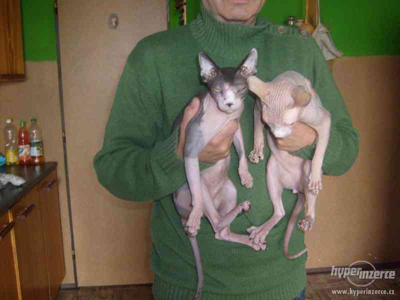 DARUJI KANADSKY SPHYNX - foto 2