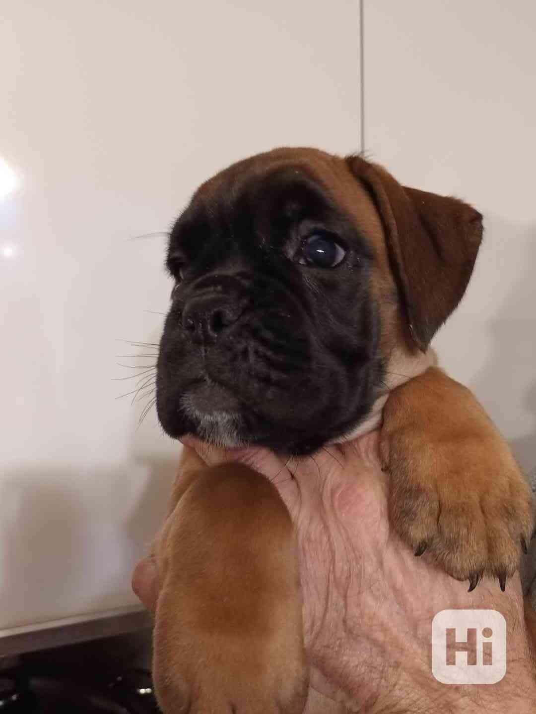 Zadám štěňátko boxera - foto 1