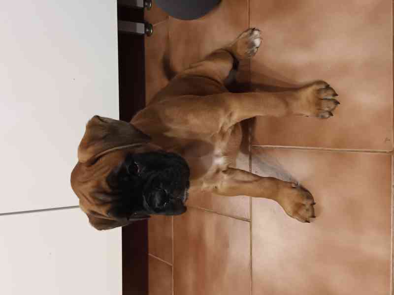 Zadám štěňátko boxera - foto 3