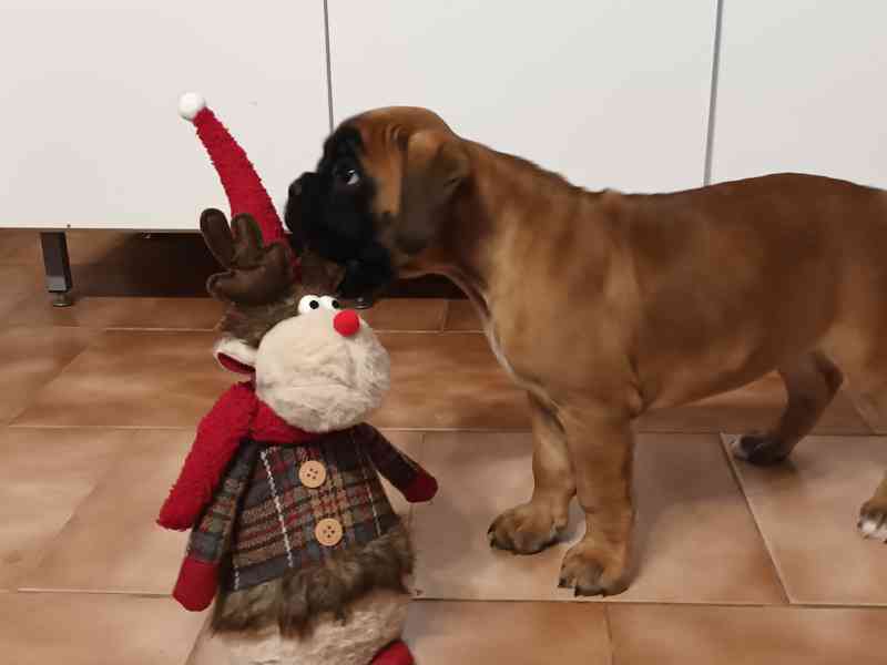 Zadám štěňátko boxera - foto 4