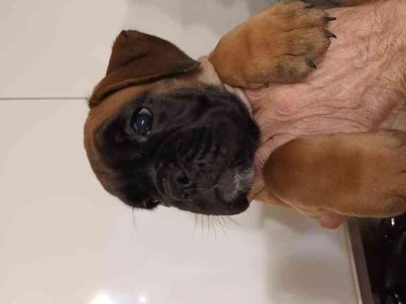 Zadám štěňátko boxera - foto 1