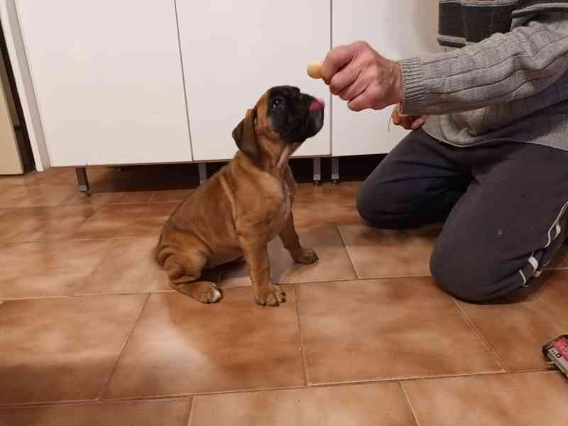 Zadám štěňátko boxera - foto 2