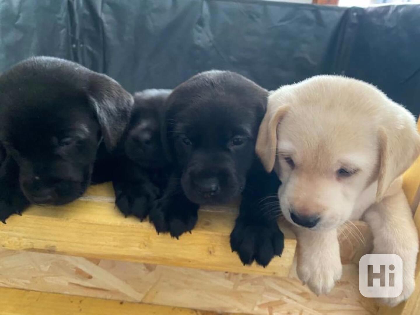Labradorský retrívr s PP - foto 1