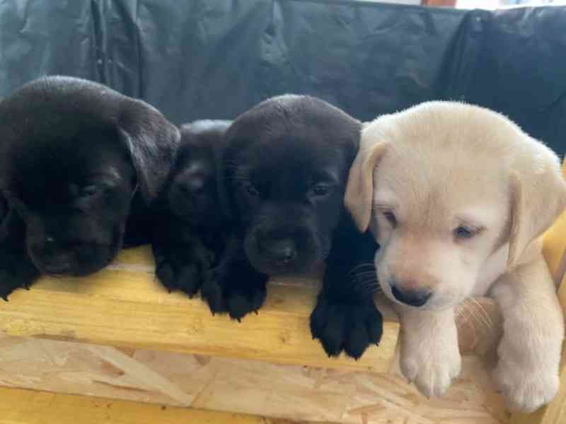 Labradorský retrívr s PP