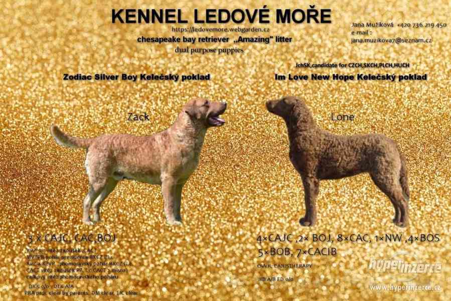Chesapeake bay retriever - foto 1