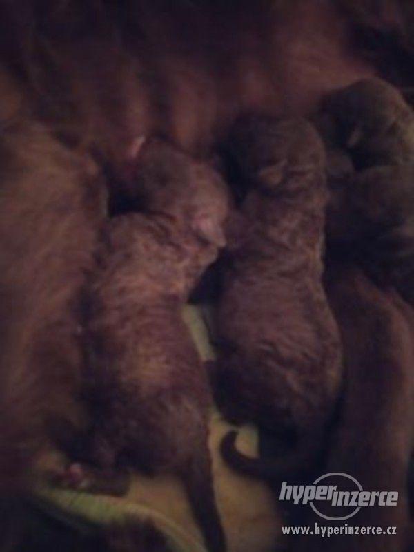 Chesapeake bay retriever - foto 4