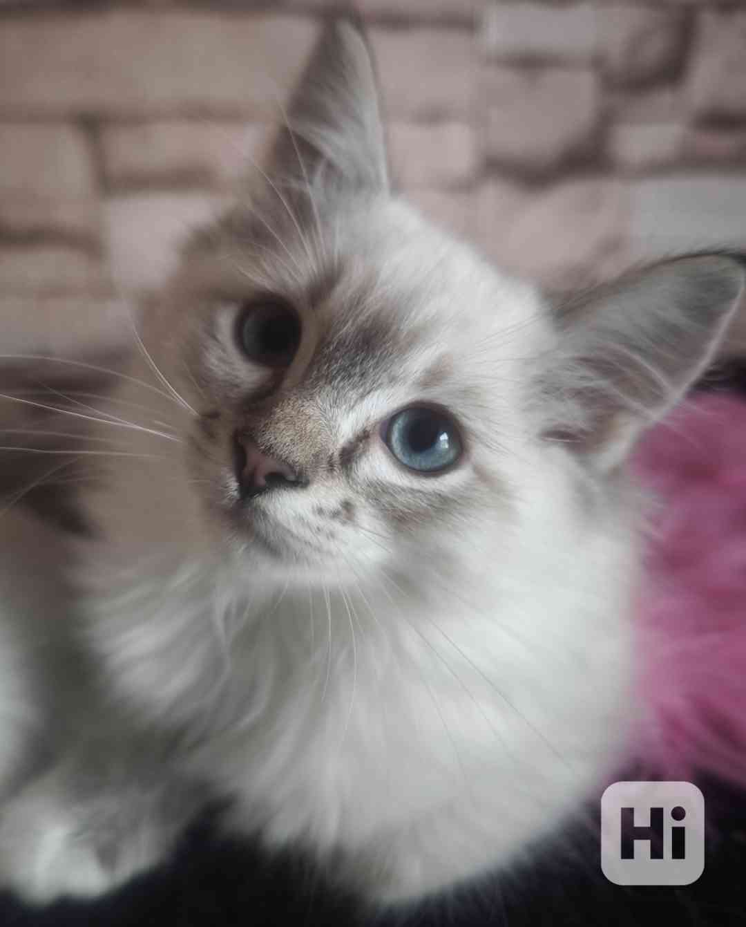 Ragdoll holčičky  - foto 1