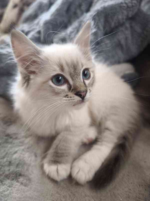Ragdoll holčičky  - foto 5