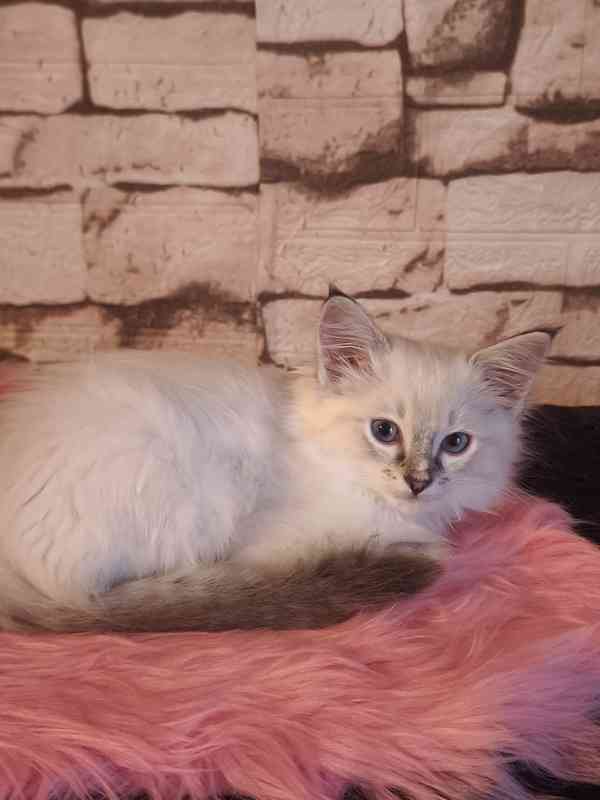 Ragdoll holčičky  - foto 4