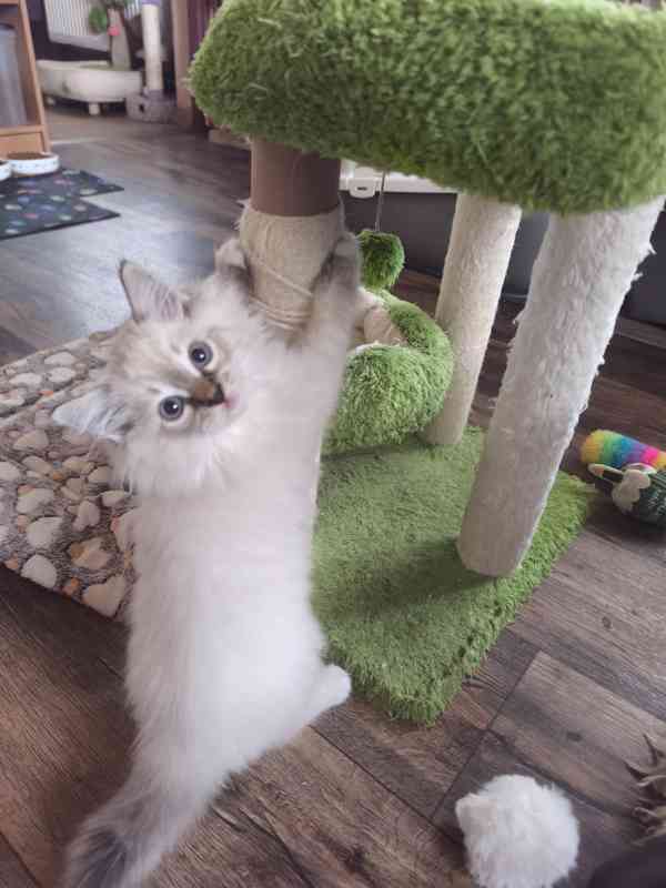 Ragdoll holčičky  - foto 6