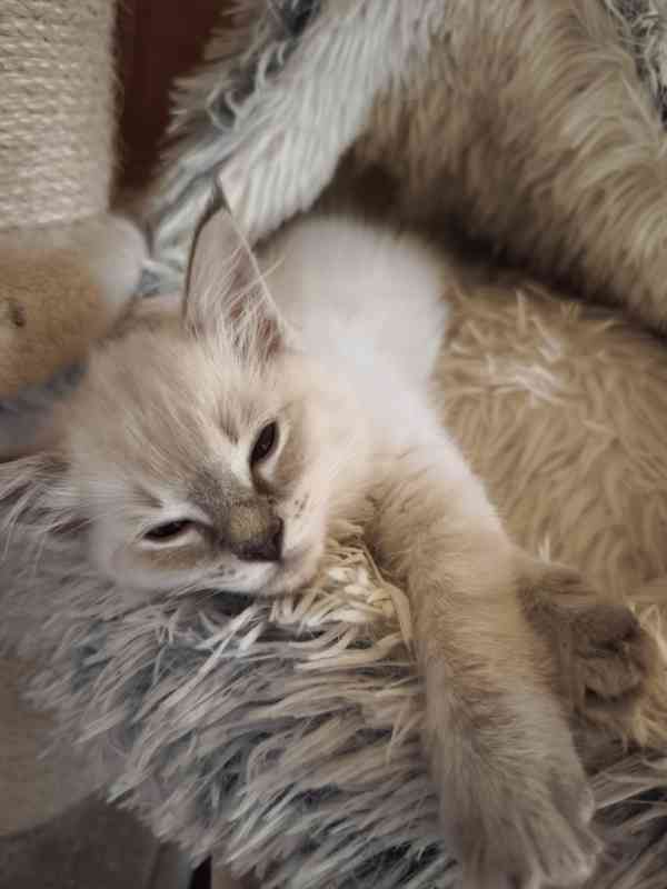 Ragdoll holčičky  - foto 8