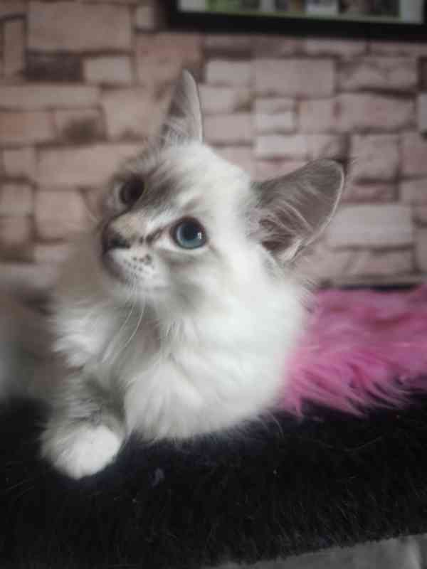 Ragdoll holčičky  - foto 2