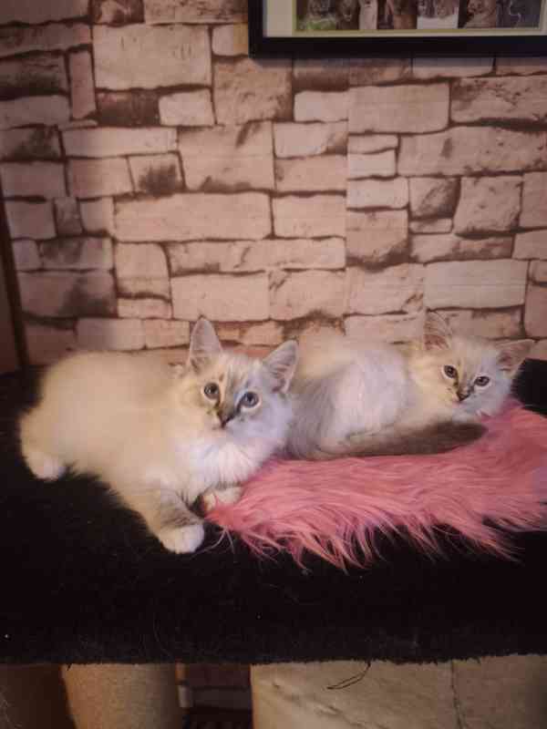 Ragdoll holčičky  - foto 3