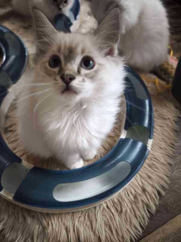Ragdoll holčičky  - foto 7