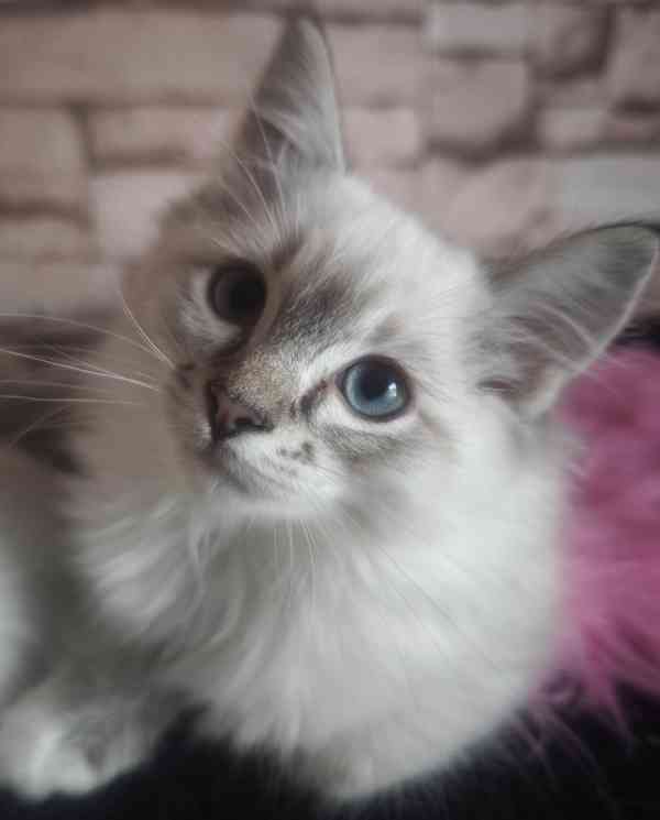 Ragdoll holčičky  - foto 1