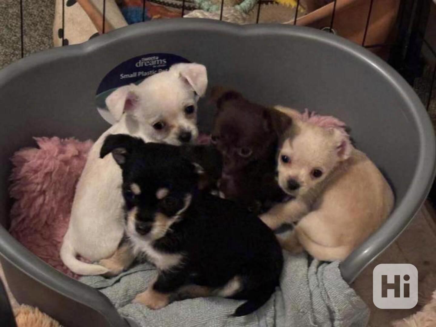 Čivava, s průkazem původu - foto 1