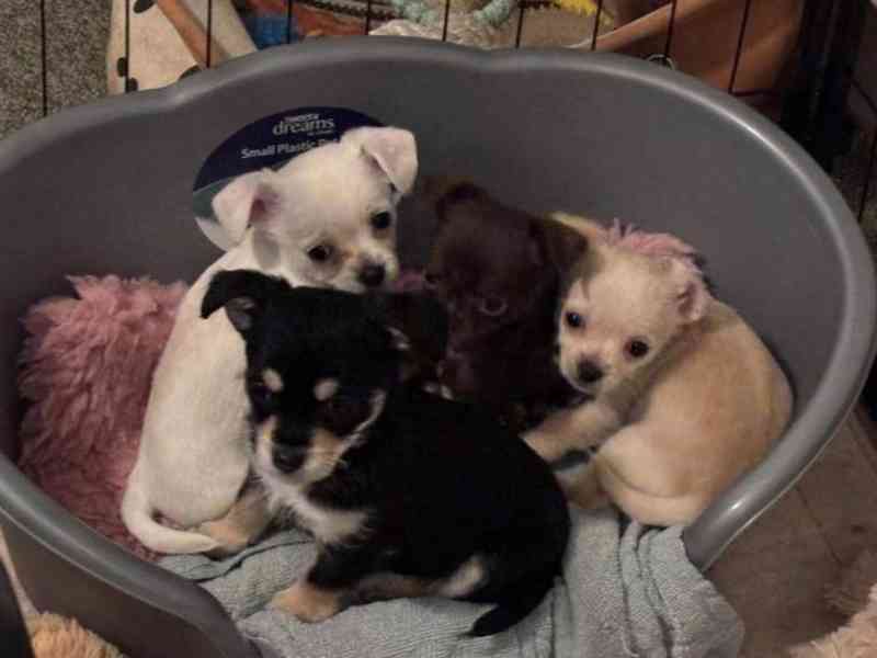 Čivava, s průkazem původu - foto 1